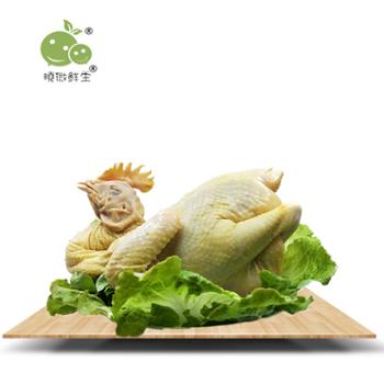 曉微鲜生 连州土鸡（母鸡） 净重约2.3-2.8斤 散养180天以上