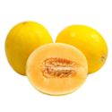 施南乡 金红脆黄金蜜瓜 2.5-3斤单果1000克以上