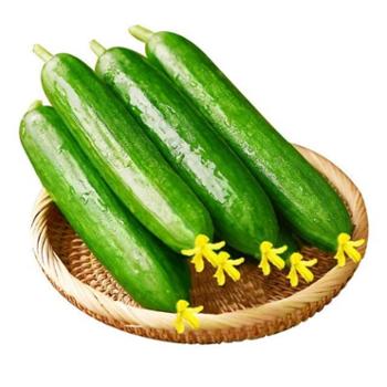 汇果堂 水果黄瓜 单条150-250克 带箱3斤/带箱5斤